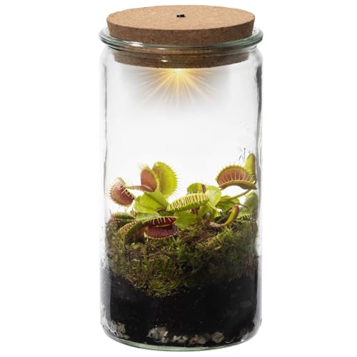 vdvelde.com - Swampworld Venusfliegenfalle Weck Glas - Flaschengarten mit Licht - Fleischfressende Pflanze Terrarium + Fleischfressende pflanzen Buch - Glas: Ø 10,5 cm, Höhe 21 cm