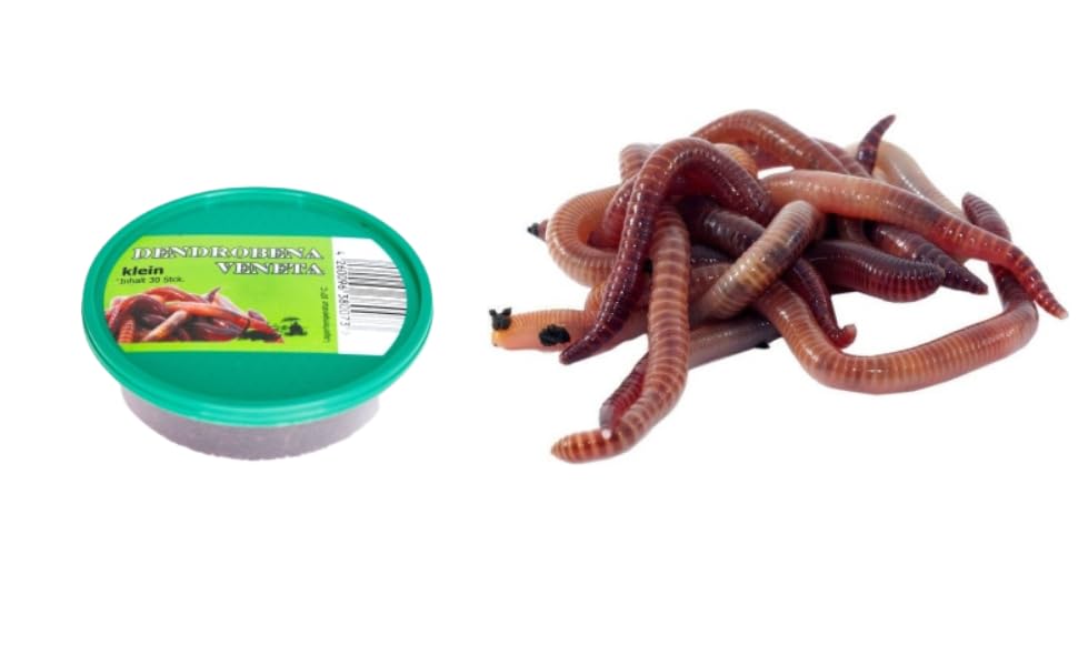 Dendrobena Regenwurm Rotwurm Würmer, kleine Größe, ca. 30 Stück, Lebendfutter, Angelköder, Reptilienfutter, 1 Dose