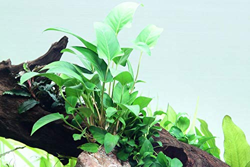 Tropica Aquarium Pflanze Anubias gracilis Wasserpflanzen Aquarium Aquariumpflanzen Topf Nr.101D