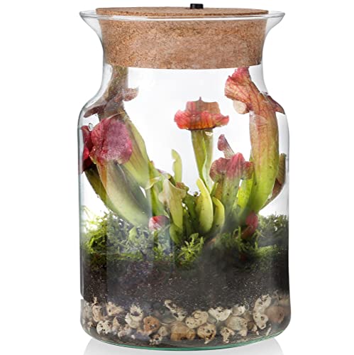 vdvelde.com - Swampworld Sarracenia Corky Glas - Flaschengarten mit Licht - Pflanzen Terrarium - Ökosystem im Glas Set mit Schlauchpflanze + Fleischfressende Pflanzen Buch - Glas Ø13 cm, Höhe 20 cm