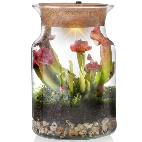 vdvelde.com - Swampworld Sarracenia Corky Glas - Flaschengarten mit Licht - Pflanzen Terrarium - Ökosystem im Glas Set mit Schlauchpflanze + Fleischfressende Pflanzen Buch - Glas Ø13 cm, Höhe 20 cm