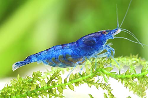 Garnelen Einsteigergarnelen Neocaridina davidi - lebend Zwerggarnelen für das Aquarium - 5er Pack, Farbe blau