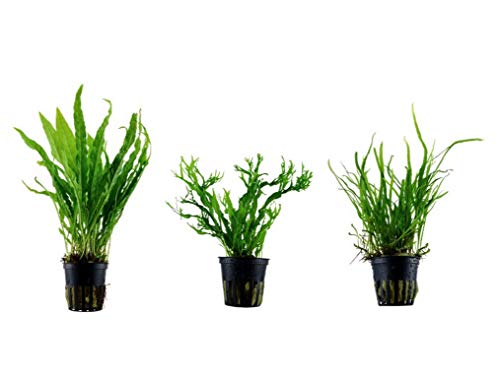 Tropica Pflanzen Set mit 3 Javarfarn Aquariumpflanzen Wasserpflanzen Nr.16