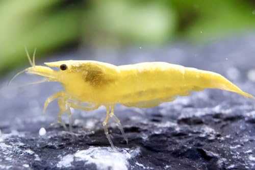 Yellow Sakura Zwerggarnelen Neocaridina davidi - Gelbe Aquarium Garnelen