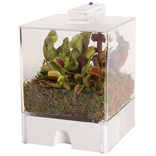 vdvelde.com - Swampworld Terrarium - 2-farbige Licht und 3 Fleischfressende Pflanzen + Wasserstandsanzeiger - Inkl. Natur Moos, Erde, Raindrops und Buch - Licht: Blau und Weiß - Terrarium: 15x15x23 cm