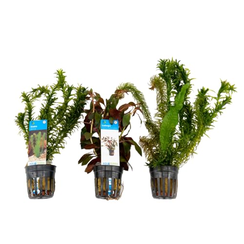 Bloomique - 3er Set - Aquarium Pflanzen Echt - Aquarium Zubehör - Wasserpflanzen - Reinigend - Sauerstoff - Wasserpest, Wassernabel, Ludwigie - Höhe 15-20 cm