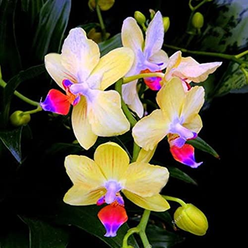 Haloppe 100 Stücke Orchidee Blumen Pflanzen Samen für Hausgarten Pflanzen, Seltene Orchidee Samen Cymbidium Blume Pflanze Home Office Garten Bonsai Decor A