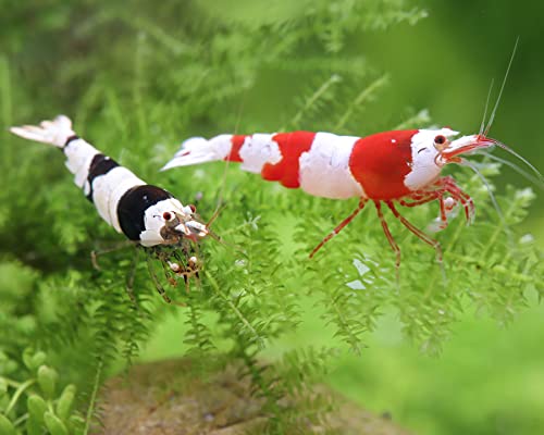 Garnelen Red & Black Bee Mix - Caridina logemanni