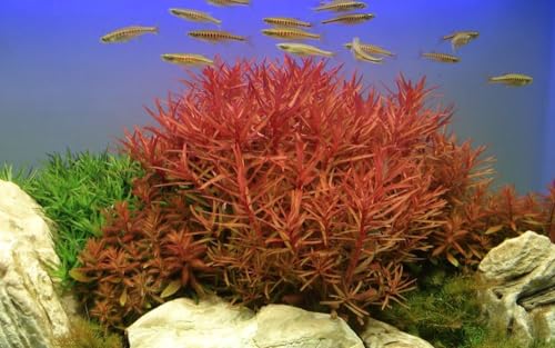 AquaOne Aquarium Pflanze Ammannia crassicaulis I Hintergrund Wasserpflanze Aquariumpflanze Stängelpflanze voll durchwurzelt Aquascaping Dekoration