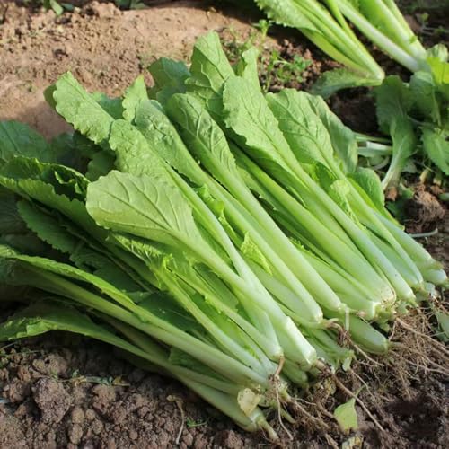 300 Pcs Chinakohl Samen Bio - Chinakohl Saatgut, Winterharte Kübelpflanzen, Kletterpflanzen Pak Choi Chinakohl Pflanzen Kaufen Samen, Nachhaltige Geschenke, Alte Gemüsesorten Samen