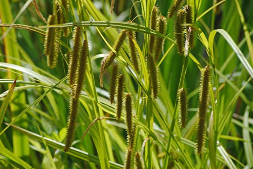 Carex pseudocyperus P 0,5 Scheinzypergras-Segge,winterhart, deutsche Baumschulqualität, im Topf für optimales anwachsen