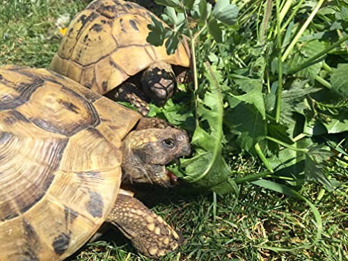 Schildkröten Futterpflanzen Mischung als Saatgut fürs Gehege, mehrjährige & winterharte Kräutermischung aus 28 Arten für Landschildkröten (5.000 Samen)