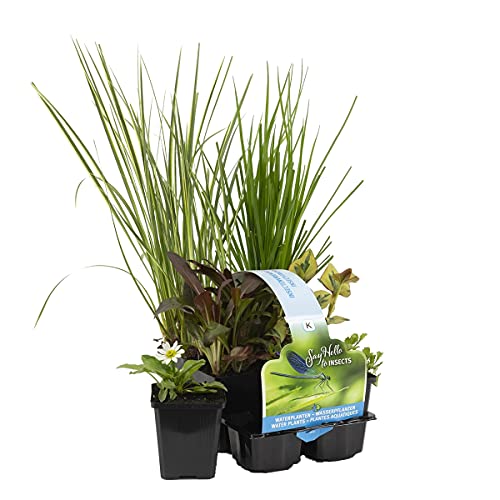 6x insektenfreundlicher Teichpflanzen-Mix – Zone 2 & 3 – Pflegefreundlich – ⌀9 cm – 15–25 cm
