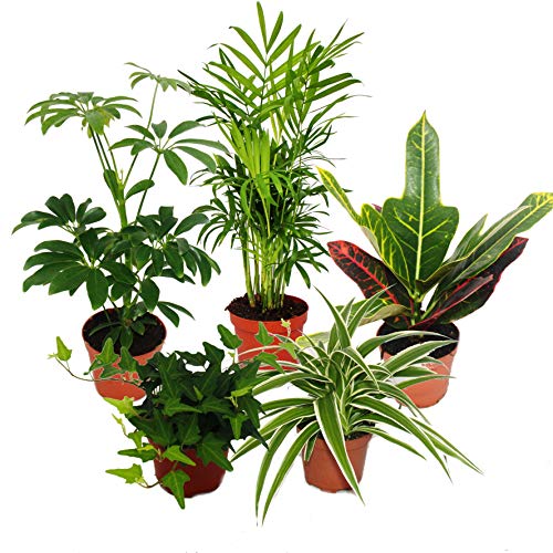 Exotenherz - Großes Zimmerpflanzen Set mit 5 Pflanzen - 9cm