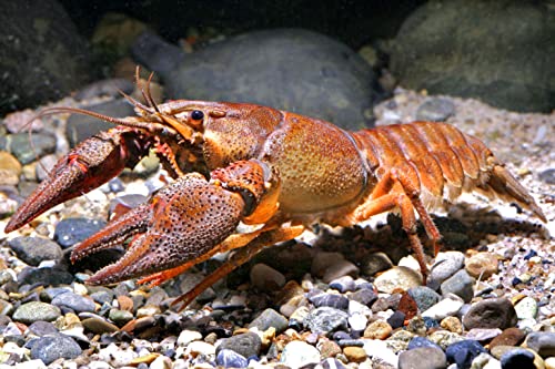 Krebse Teich Edelkrebs - Astacus Astacus I Die Gesundheitspolizei im Gartenteich I frisst abgestorbene Pflanzen und Tote Tiere I 1 Pärchen