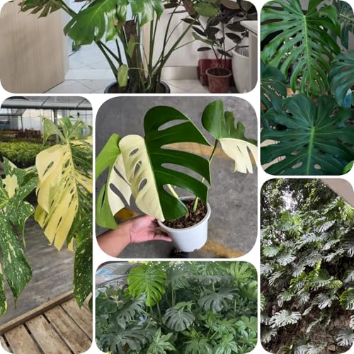 400 pcs Monstera Variegata Samen blumensamen geschenk deko pflanze wildblumenwiese saatgut mehrjährig Monstera Deliciosa Samen balkon deko blumenwiese samen mehrjährig winterhart exotische