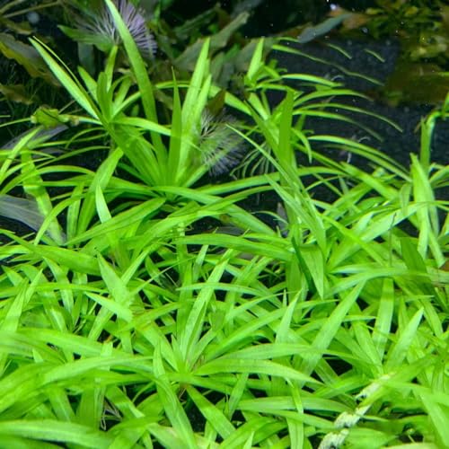 200 Pcs Wasserpflanzen Aquarium Pflanzen Samen - Teichpflanzen - Winterharte Pflanzen Für Garten Wasserpflanze Teichpflanze Samen, Balkon Deko Geschenk Garten Winterharte Kübelpflanzen