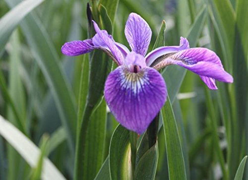 Wasserpflanzen Wolff - Iris setosa - Alaska Schwertlilie - Borstenschwertlilie, blau-violett
