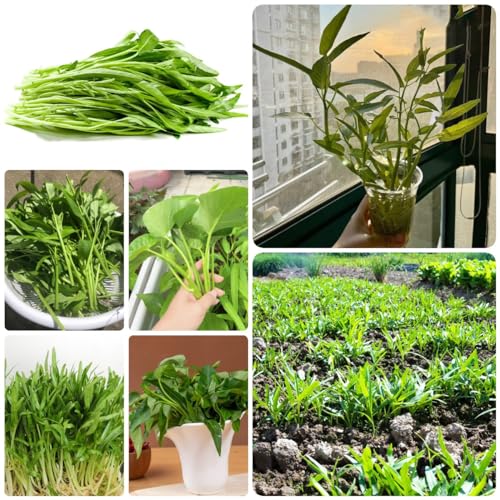 150 Pcs Wasserspinat Samen - Ipomoea Aquatica - Wintergemüse Pflanzen Kaufen Wasserspinat Saatgut, Wasser Spinat Samen, Winterharte Pflanzen Für Garten, Gemüse Gemüsesaat, Gemüse Hochbeet