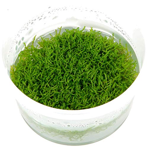 Tropica Aquarium Pflanze Moos Riccia fluitans Nr.001 TC in Vitro 1-2 Grow Wasserpflanzen Aquarium Aquariumpflanzen