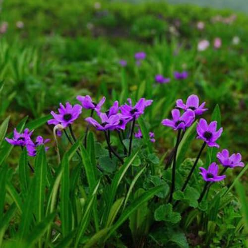 20 pcs sumpfdotterblume samen - Caltha palustris - steingartenpflanzen winterhart, gartensamen winterharte stauden dauerblüher, kübelpflanzen winterhart pflanzen aquarium echt, hochbeete