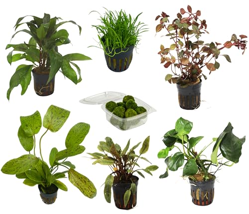 Dehner Aqua Premium Aquarienpflanzen-Set Einsteiger 60l, 12 verschiedene Wasserpflanzen, Ø Topf je 5.5 cm, grün