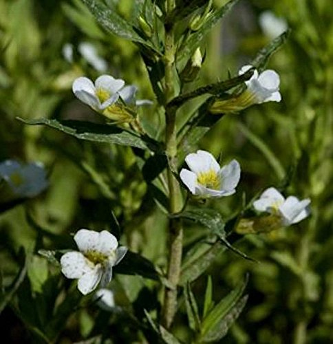 Gottes Gnadenkraut - Gratiola officinalis - Gartenpflanze