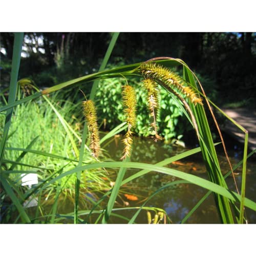 Carex pseudocyperus - Scheinzypergras-Segge - 9cm Topf