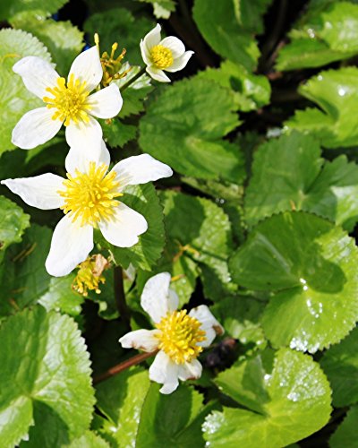 2er-Set - Caltha palustris var. alba - Sumpfdotterblume - Kaschmir-Dotterblume, weiß - Wasserpflanzen Wolff