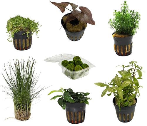 Dehner Aqua Premium Aquarienpflanzen-Set Nano-Aquarien, 10 verschiedene Wasserpflanzen, Ø Topf je 5.5 cm, grün
