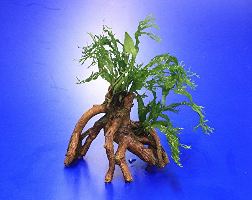 WFW wasserflora Windelov Javafarn-Mangrovenwurzel mit Höhle/Mangrovenbaum mit Microsorum Windelov, Bizarre Blätter