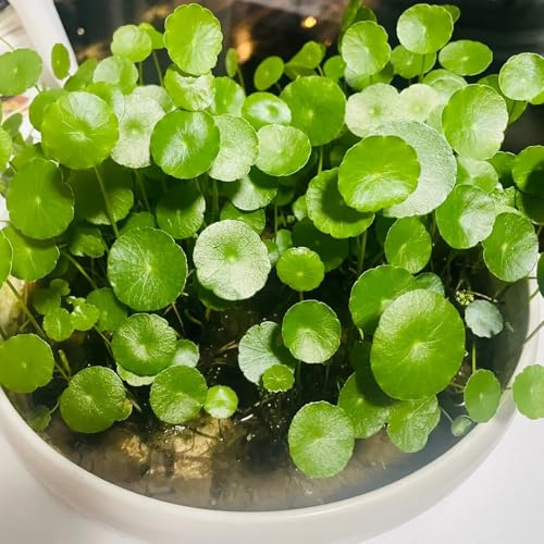 350 pcs wassernabel aquarium samen - kübelpflanzen, nachhaltige geschenke pflanzen balkon, winterharte balkonpflanzen aquarium, pflanzen aquariumpflanzen, aquarium dekoration balkonpflanzen