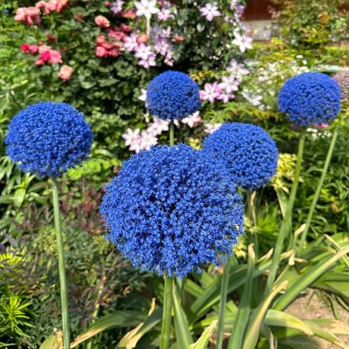 allium giganteum zwiebeln,allium zwiebeln seltene pflanzen zierlauch zwiebeln mehrjährige zwiebel zimmerpflanze winterhart balkongarten dekoblumen exotische pflanzen winterhart 5pcs