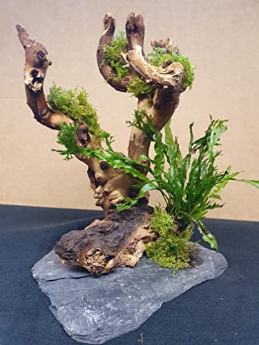 Wasserpflanzen Tropica 1 Wurzel für Aquarium Garnelenbäumchen Moorwurzel Aquarium Wurzel Bonsai ca.20 cm Mangrove (Mopani) bepflanzt auf Schiefer Wurzel mit Wasserpflanzen (versch.) Abbildung ähnlich