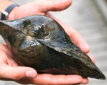 NatureHolic - Teichmuschel Set I Wunderwaffe gegen Schwebe Algen im Teich I Natürlicher Biofilter im Gartenteich I 3 Muscheln + 1 NH Toxex Ball