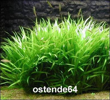 WFW wasserflora Grasartige Zwergschwertpflanze/Echinodorus latifolius im TOPF