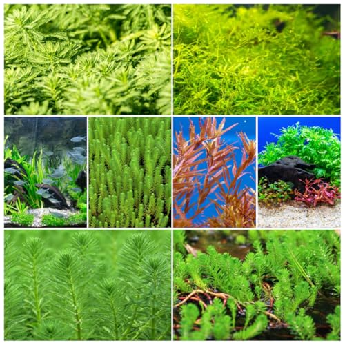 200 pcs wasserpflanzen aquarium samen, deko aquarium, echte pflanzen kübelpflanzen, nachhaltige geschenke balkon beet, stauden winterhart mehrjährig exotische pflanzen, kleines geschenk