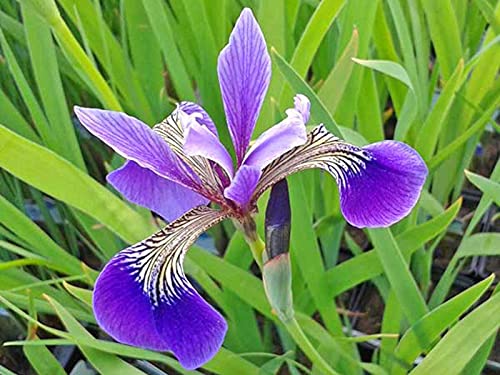 Schwertlilie lila | Iris versicolor | Wasserpflanze | Teichpflanze | winterhart |echte blau-lila Blüte| auch für Schwimmteiche