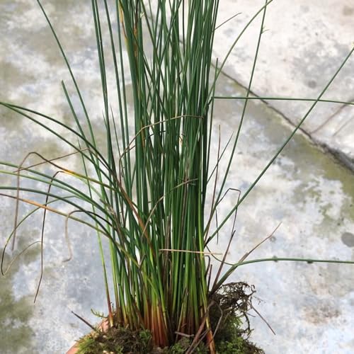 150 pcs Korkenzieherbinse samen, wasserpflanzen bonsai Flatterbinse - Juncus effusus - kräuter pflanzen, seed kräuterbeet für die küche, pflanzensamen kräutergarten indoor, exotische