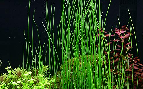 Tropica Aquariumpflanze Eleocharis sp Nr.132D Wasserpflanzen Aquarium Aquariumpflanzen