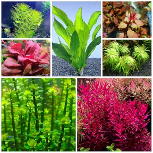 150 Pcs Wasserpflanzen Aquarium Echt Samen - Teichpflanzen Winterhart Samen, Gartendeko Für Draußen Aquarium Schwimmpflanzen Samen, Saatgut Alte Sorten Grüne Deko Geschenke Für Hobbygärtner