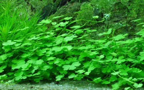 AquaOne Aquarium Pflanze Hydrocotyle tripartita I Wasserpflanze Aquariumpflanze Stängelpflanze voll durchwurzelt mittel pflegeleicht Aquascaping Dekoration