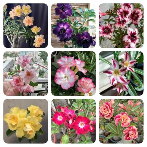 10 pcs Bonsai Samen Wüstenrose - bienenweide saatgut Adenium obesum, exotische pflanzen geschenk garten balkonblumen blumen geschenk balkon blumen balkongarten dekopflanzen zimmerbonsai