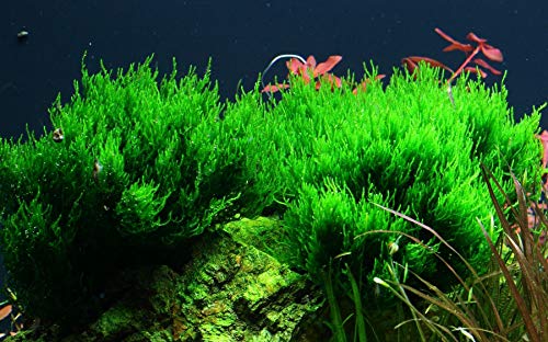 Tropica Aquarium Pflanze Moos Taxiphyllum 'Flame Nr.003H TC in Vitro 1-2 Grow Wasserpflanzen Aquarium Aquariumpflanzen