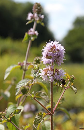 WASSERPFLANZEN WOLFF 2er-Set - winterhart! - Mentha aquatica - Wasserminze, rosa - heimisch - QUALITÄTSSTAUDEN in 9x9 cm Töpfen durchwurzelt