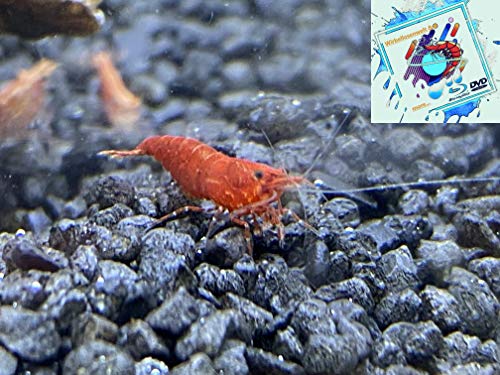 Topbilliger Tiere Red Fire Garnele - Neocaridina davidi 10x