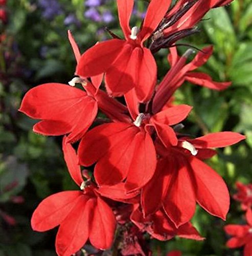 Prachtlobelie Scarlet - Lobelia speciosa Scarlet - Gartenpflanze