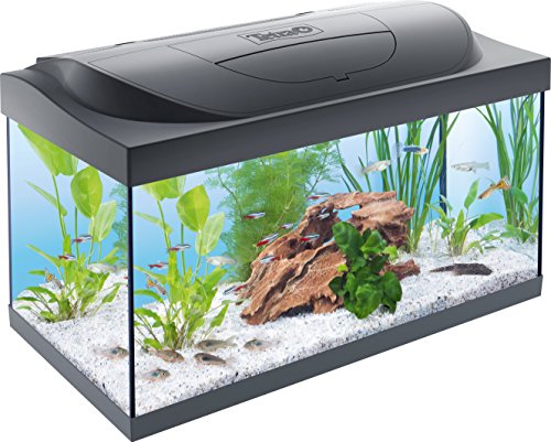 Tetra Starter Line 54 L Aquarium Komplett-Set - inkl. Tag- & Nachtlicht LED-Beleuchtung, Innenfilter, Heizer, Fischfutter und Wasseraufbereiter