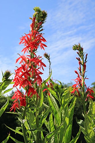 4er-Set im Gratis-Pflanzkorb - Lobelia cardinalis - Kardinalslobelie, rot - Wasserpflanzen Wolff