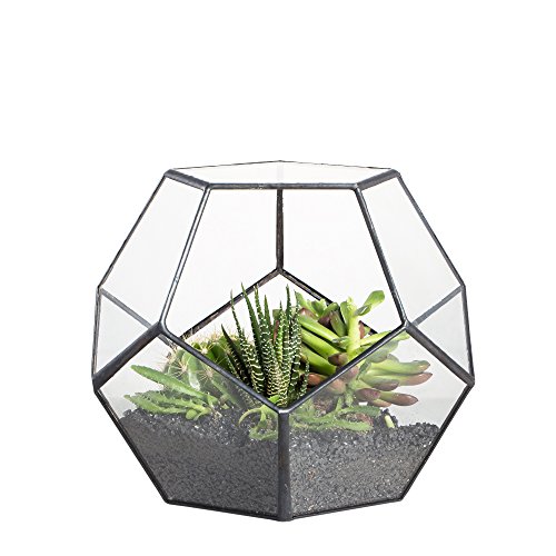 NCYP Handmade Blumentopf Transparentes fünfeckiges Dodekaeder Glas, Terrarium, auch für Sukkulenten, farblos, Schwarz (ohne Pflanzen)